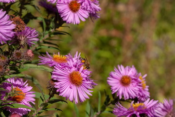 Wespe mit Pollen