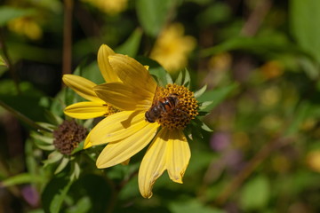 Wespe Fliege Sonnenblume