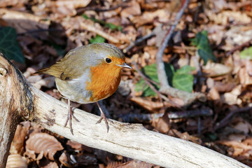 Single adult European Robin (Erithacus Rubecula) perched on a branch