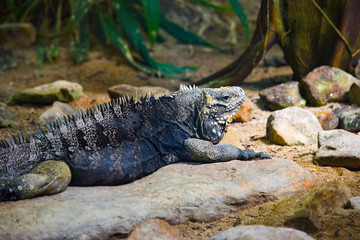 Iguana in the zoo
