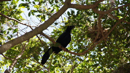 tropical bird
