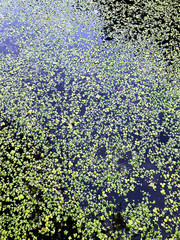 Green duckweed on the pond.