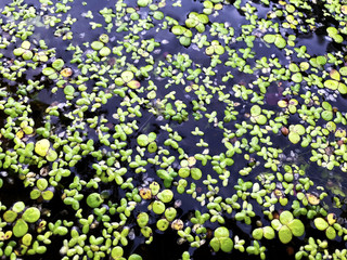 Green duckweed on the pond.