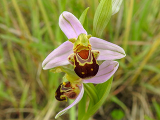 Bee Orchid (Ophrys apifera)