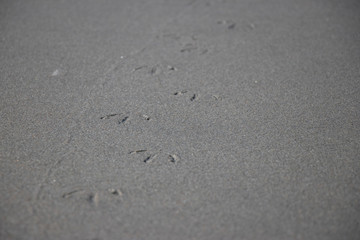 seagull footprints in the sand