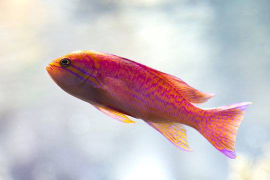 Two-spot basslet, twospot or twinspot anthias, bimac anthias, purple goldie (Pseudanthias bimaculatus).