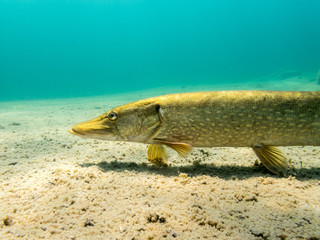Close-up shot of Northern pike