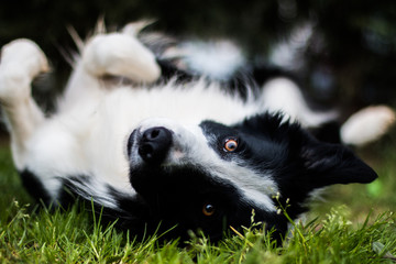 Border collie