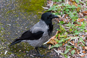 Obraz premium Close Up of Crow. Beautiful big crow