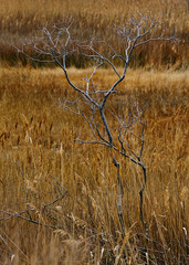 Cedar Point Sanctuary 