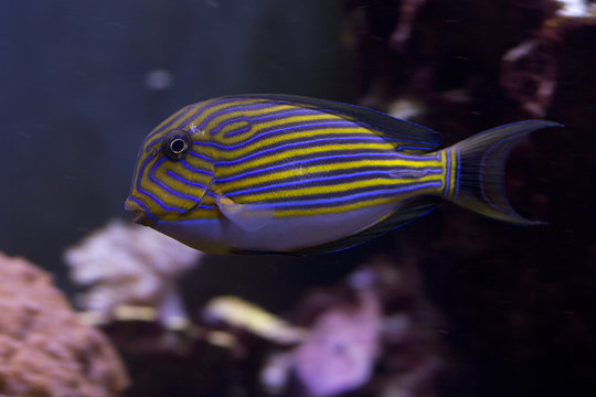 Lined surgeonfish, blue banded surgeonfish, pyjama tang, striped surgeonfish, zebra surgeonfish (Acanthurus lineatus).