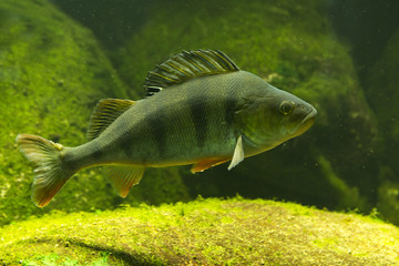 Fototapeta premium Common perch (Perca fluviatilis).