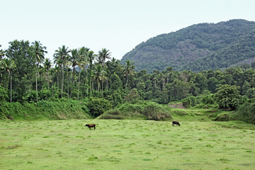 Cattle grazing on grassland in scenic landscape with hills, valleys and trees  in Kerala, India. 