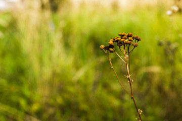 Autumn grass and wild flower background. Selective focus