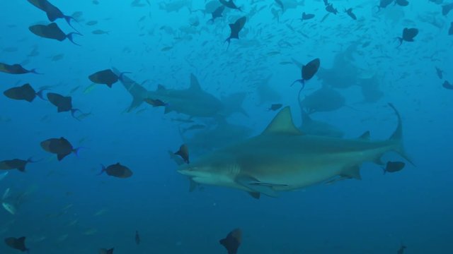 Deep ocean, wildlife scenery, Bullshark feeding underwater, a lot of sharks swimming around, closeup shot, predator passing by, blue sea water on background, extreme diving at Fiji