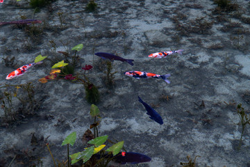 岐阜県の観光地名もなき池（通称モネの池）の鯉