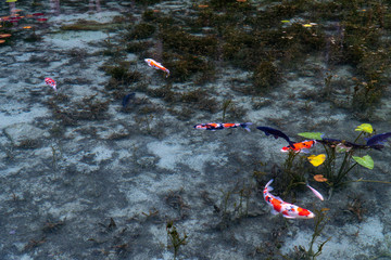 名もなき池（通称モネの池）の鯉