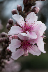 Obraz premium Cluster of pink cherry blossoms