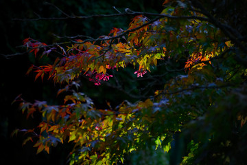 Pink flowers on a tree