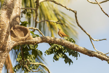 Passaro joão-de-Barro