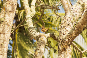 Passaro joão-de-Barro