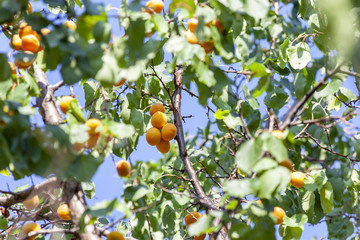 Apricots in the sun. Juicy fruit on the branches of trees. Ripe apricot is ready for harvesting.
