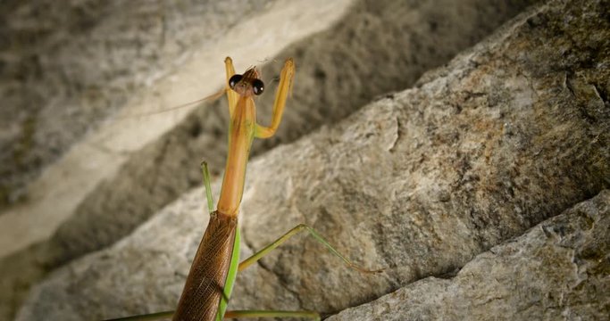 Praying mantis climbing on rock close up