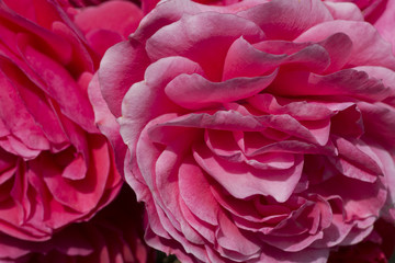 A close up of  Pink Flowers 