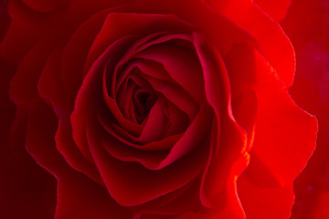 Close up of a red rose 