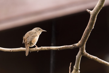 A beautiful brown bird perched on a branch