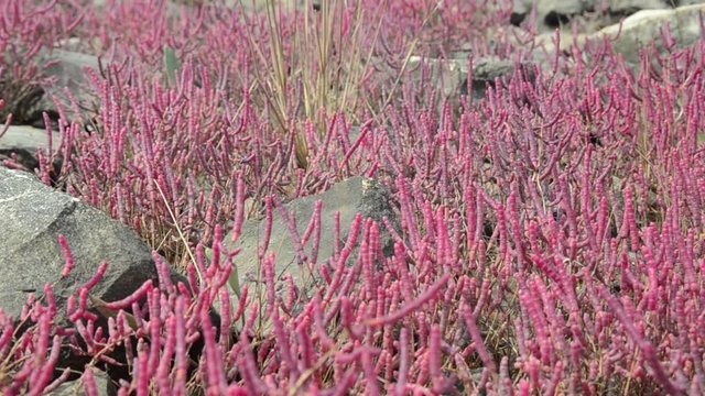 Glasswort, Common glasswort growing in saltmarsh. Sea herbs and halophytes plants. Plants growing in saline environments. Salicornia europaea