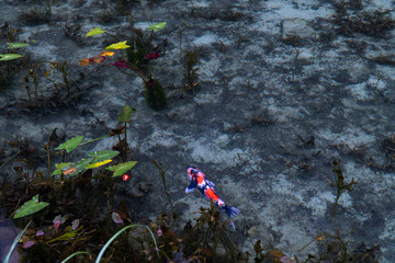 日本の観光地岐阜名もなき池（通称モネの池）の鯉