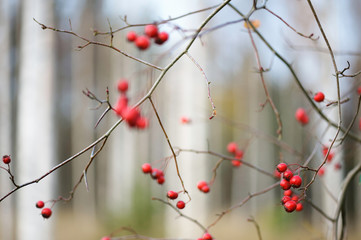 Hawthorn berries in autumn. Blurred forest trees in the background.