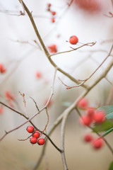 Hawthorn berries in autumn. Blurred forest trees in the background.