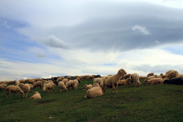 Wypas owiec