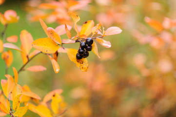 Naklejka premium Chokeberry, Aronia with berries in autumn colors.