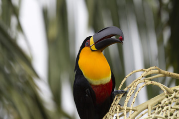 A beautiful brazilian tucan perched on a palm tree