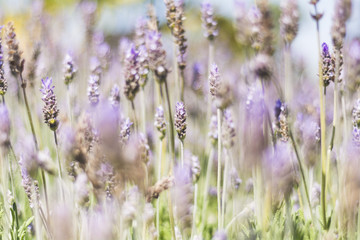 Obraz premium field of lavender flowers