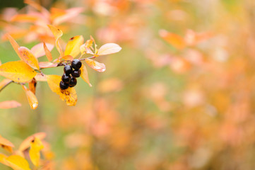 Chokeberry, Aronia with berries in autumn colors.