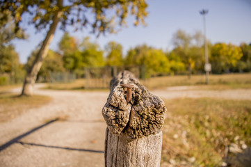 legno con il chiodo fuori