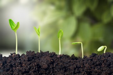 Growth of new life on  background