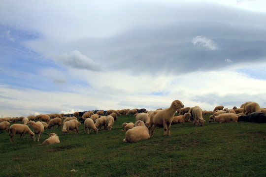 Wypas owiec