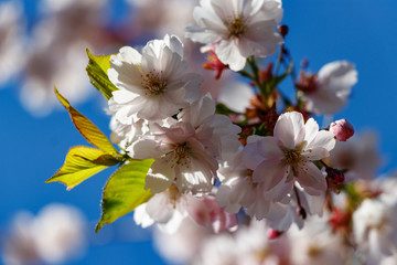 Sakura flowers on a blue sky background.