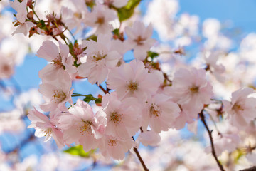 Background of Sakura flowers.