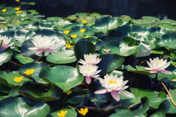 pink water lily in a pond