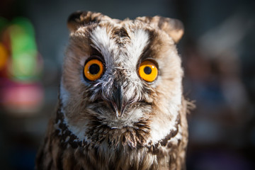portrait of an eagle owl