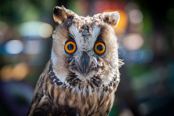 portrait of an eagle owl