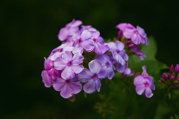 Fototapeta na wymiar pink flowers on a green background
