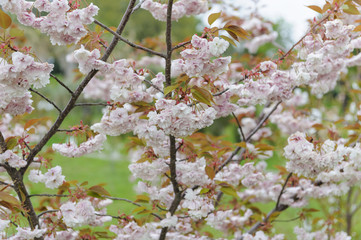 scherry blossom in spring