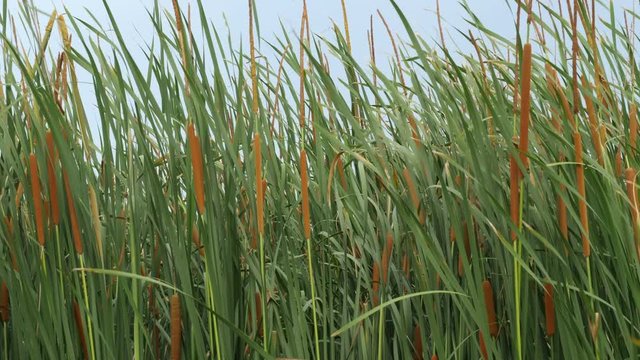 Typha angustifolia blowing on the wind.